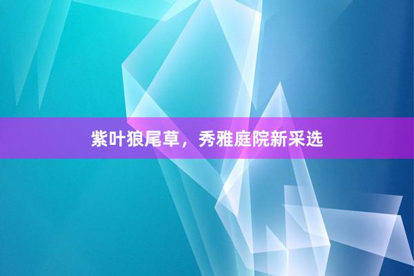 紫叶狼尾草，秀雅庭院新采选
