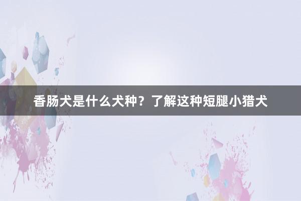 香肠犬是什么犬种？了解这种短腿小猎犬
